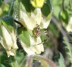 striped lynx spider on whispering bells